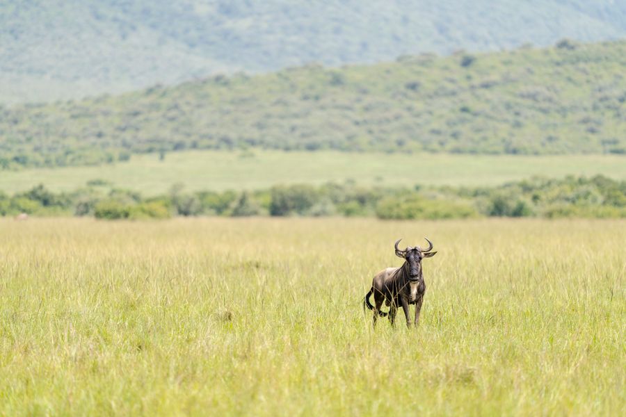 Serengeti