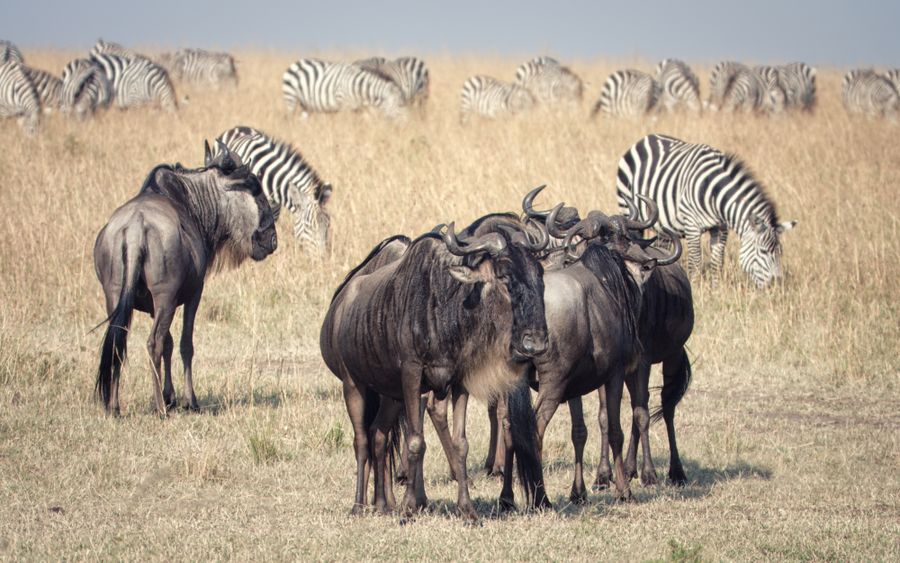 Serengeti